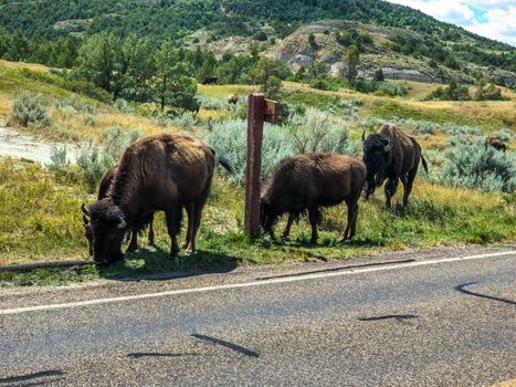 Theodore Rosevelt National Park north Dakota USA