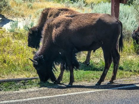 Theodore Rosevelt National Park north Dakota USA