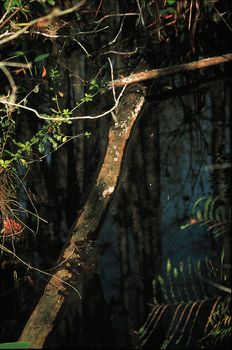 Fallen Tree Stump at Corkscrew Swamp Sanctuary