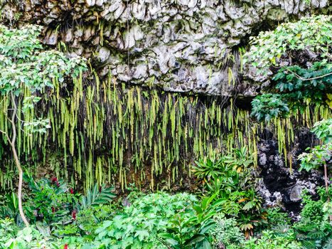Fern Grotto is a fern covered, lava rock grotto located on the south fork of the Wailua River in Kauai,Hawaii