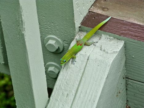 Pretty little Green Gecko in Haawii on fence post