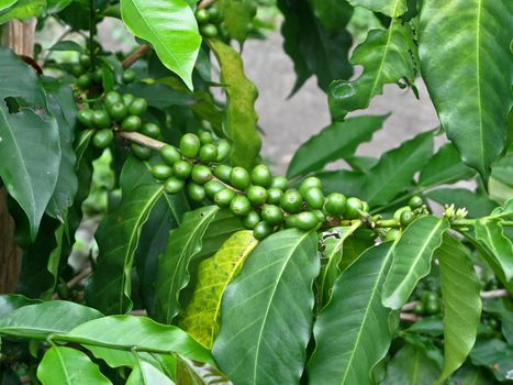 Green coffee beans on tree in Haraii