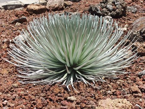 Silversword at the Mauna Kea Visitor Centre Hale Pohaku, Hawai'i