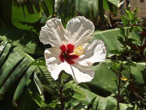 Hawaiian hibiscus are seven species of hibiscus regarded as native to Hawaii. The yellow hibiscus is Hawaii's state flower