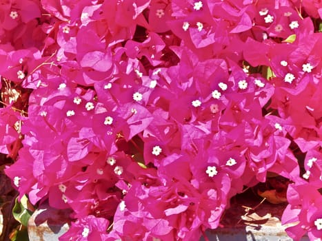 Bougainvillea is a genus of thorny ornamental vines, bushes, or trees. The inflorescence consists of large colourful sepallike bracts which surround three simple waxy flowers. It is native to South America from Brazil west to Peru and south to southern Argentina