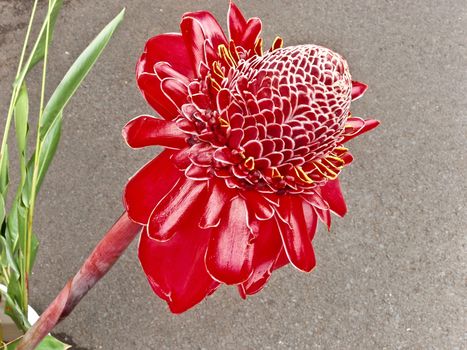 Bright Red Passion Flower native to Hawaii