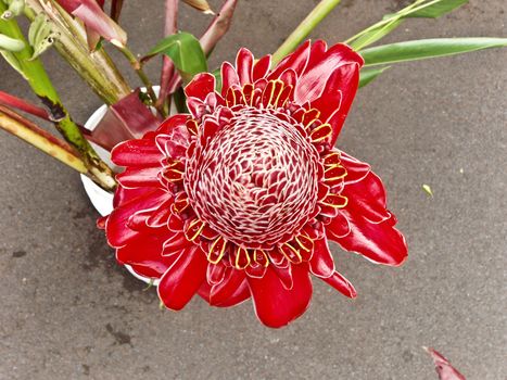 Bright Red Passion Flower native to Hawaii