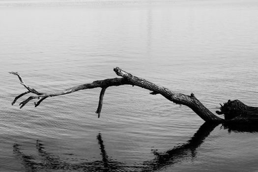 A big fallen tree branch standing above the the water of a lake in black and white, Morii Lake, Bucharest, Romania