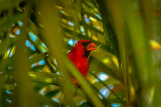 Male Cardinal bird in Areca Palms in Florida