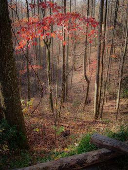 Fall leaves in Blue Ridge Georgia Hillside