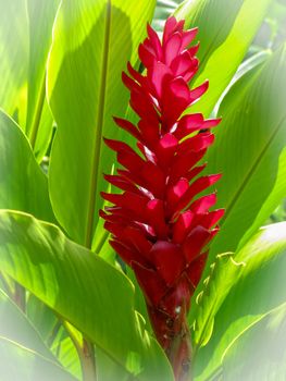 Alpinia purpurata, red ginger, also called ostrich plume and pink cone ginger, are native Malaysian plants with showy flowers on long brightly colored red bracts. They look like the bloom, but the true flower is the small white flower on top. It has cultivars called Jungle King and Jungle Queen.