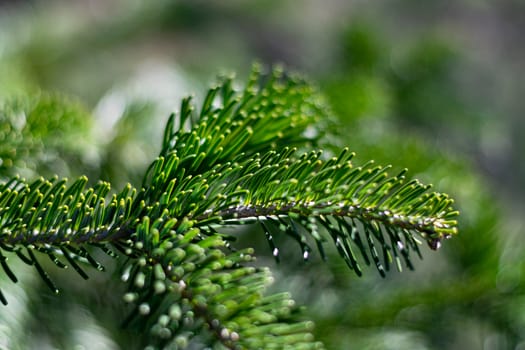 Close up of a green pine tree twig with a blurry background