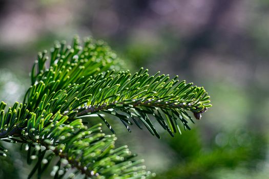 Close up of a green pine tree twig with a blurry background