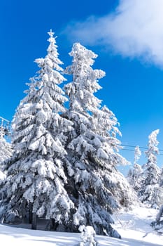 Great morning view of mountain forest after heavy snowfall. Misty winter landscape in the snowy wood, Happy New Year celebration concept. Artistic style post processed photo.