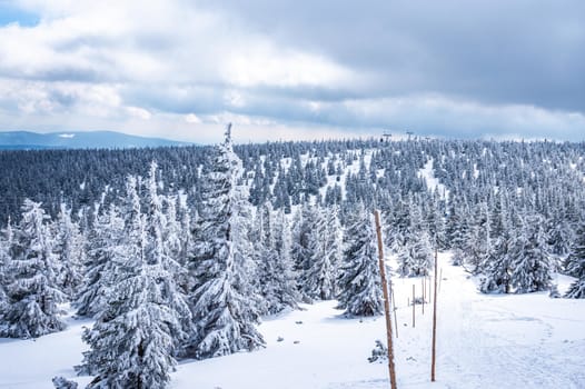 Beautiful winter landscape with snow covered trees in Krkonose.