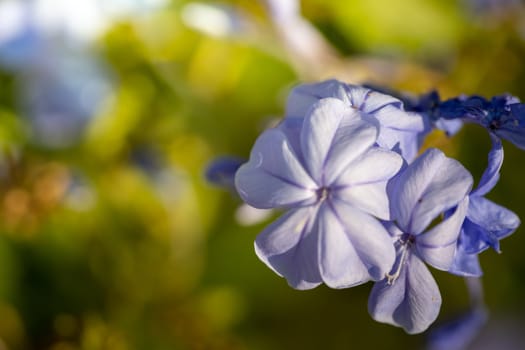 The background image of the colorful flowers, background nature