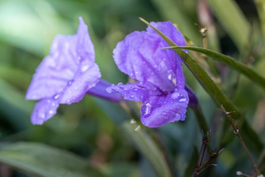 The background image of the colorful flowers, background nature