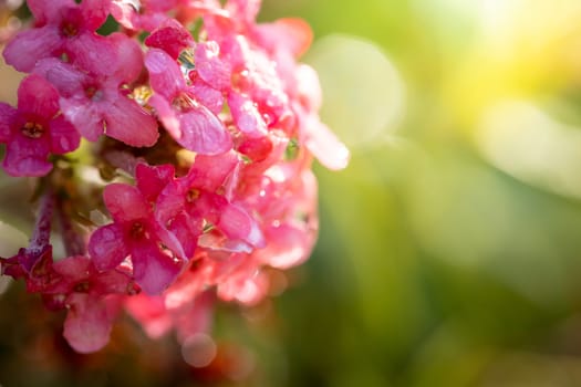 The background image of the colorful flowers, background nature