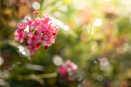 The background image of the colorful flowers, background nature