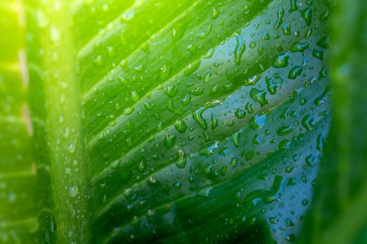 Close Up green leaf under sunlight in the garden. Natural background with copy space.