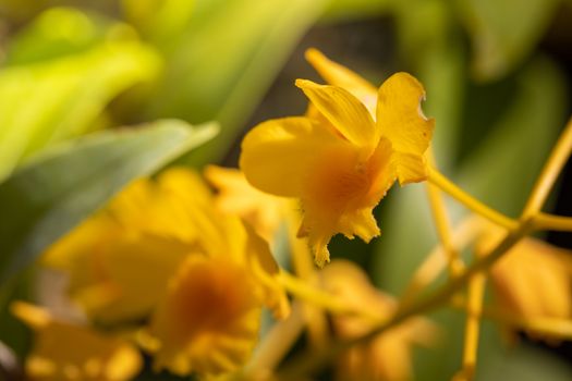 Beautiful blooming orchids in forest, On the bright sunshine