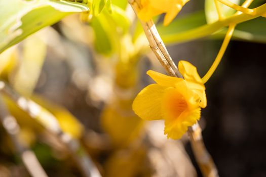 Beautiful blooming orchids in forest, On the bright sunshine