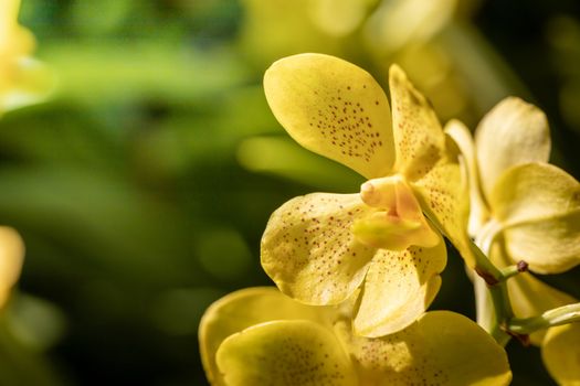 Beautiful blooming orchids in forest, On the bright sunshine