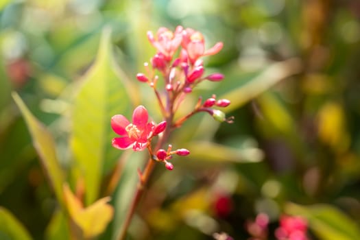 The background image of the colorful flowers, background nature