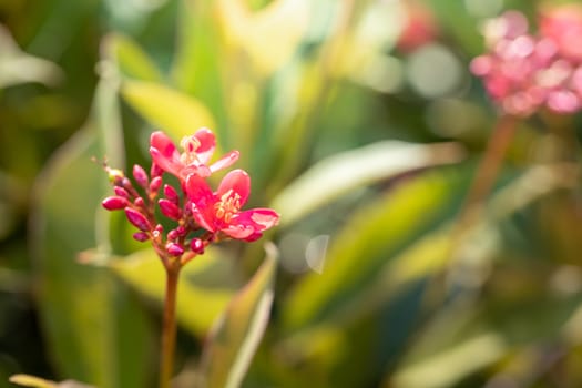 The background image of the colorful flowers, background nature