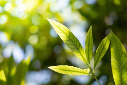 Close Up green leaf under sunlight in the garden. Natural background with copy space.