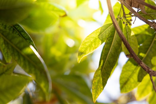 Close Up green leaf under sunlight in the garden. Natural background with copy space.