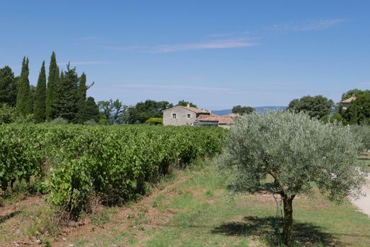 village of vaucluse, roussillon and bonnieux between vineyard and village, France