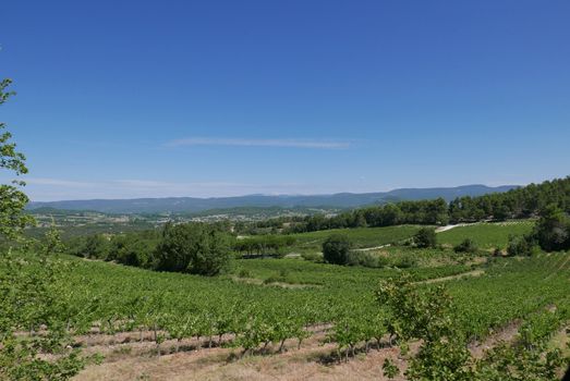 village of vaucluse, roussillon and bonnieux between vineyard and village, France