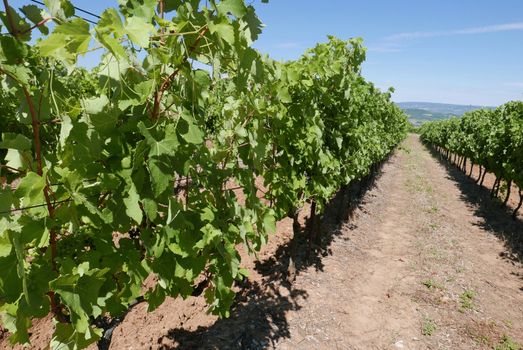 village of vaucluse, roussillon and bonnieux between vineyard and village, France