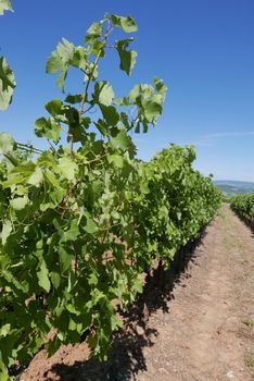 village of vaucluse, roussillon and bonnieux between vineyard and village, France