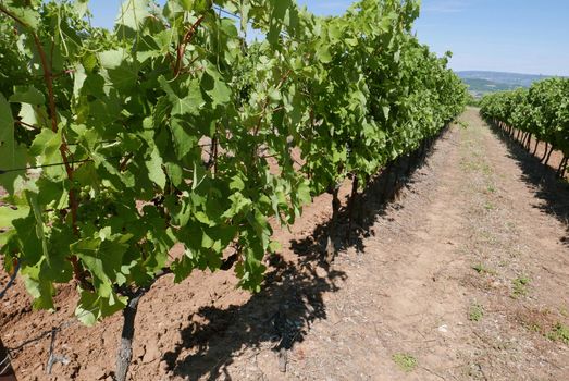 village of vaucluse, roussillon and bonnieux between vineyard and village, France