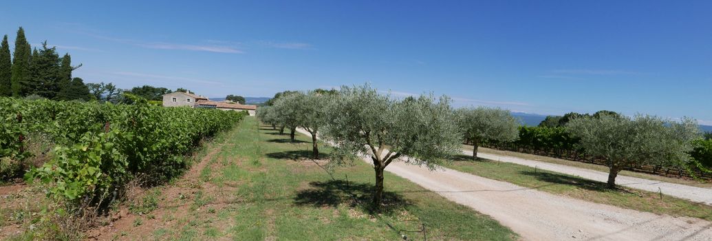 village of vaucluse, roussillon and bonnieux between vineyard and village, France