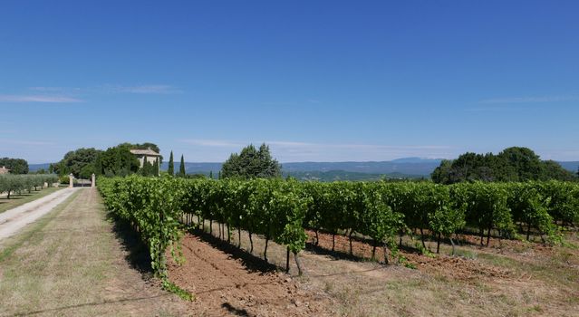 village of vaucluse, roussillon and bonnieux between vineyard and village, France