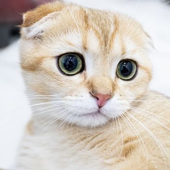 Close-up of a Scottish fold cat, macro portrait, a beige pet with large intelligent eyes