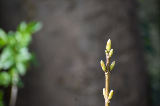 Close up of a tree branch with blossoming buds in Spring background