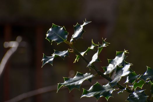 Close up view of sunlight on a holly tree branch. Bright spring background