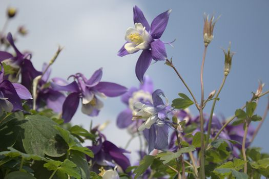 The picture shows a columbine in the garden