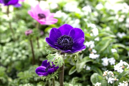 The picture shows beautiful anemones in the spring