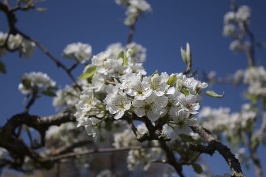 The picture shows wonderful apple tree blossoms in the garden
