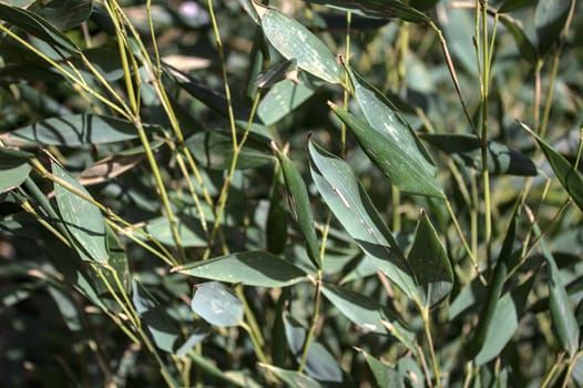 The picture shows beautiful bamboo in the garden