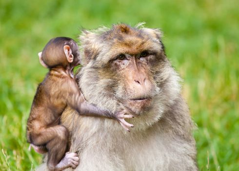 A baby macaque monkey and their mother is pictured.  Barbary macaque monkeys live in the Atlas Mountains of Algeria and Morocco.