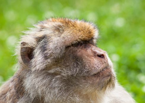 A close up picture of a Barbary macaque monkey.  The monkeys live in the Atlas Mountains of Algeria and Morocco.