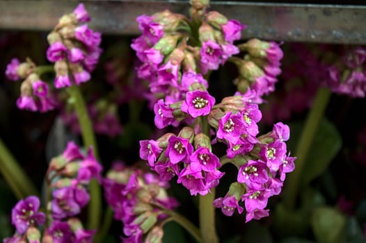 The picture shows a blossoming bergenia in the garden