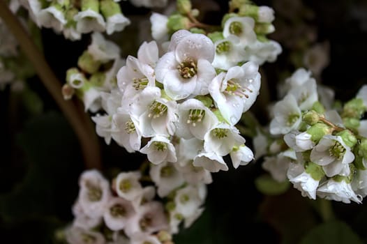 The picture shows a blossoming bergenia in the garden