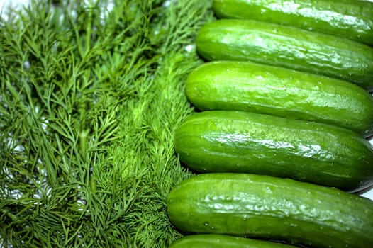 The picture shows little cucumber and fresh dill